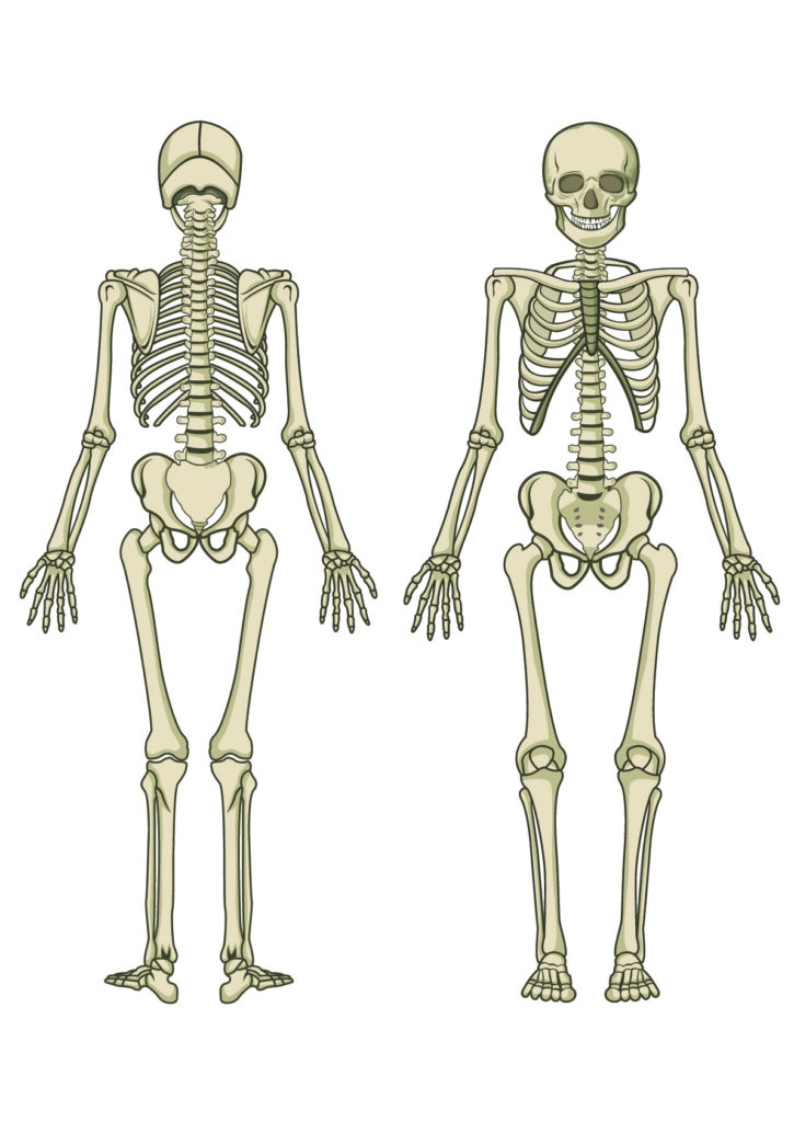 Skeleton Diagram Printable Pictures Human Skeleton Diagram Blank