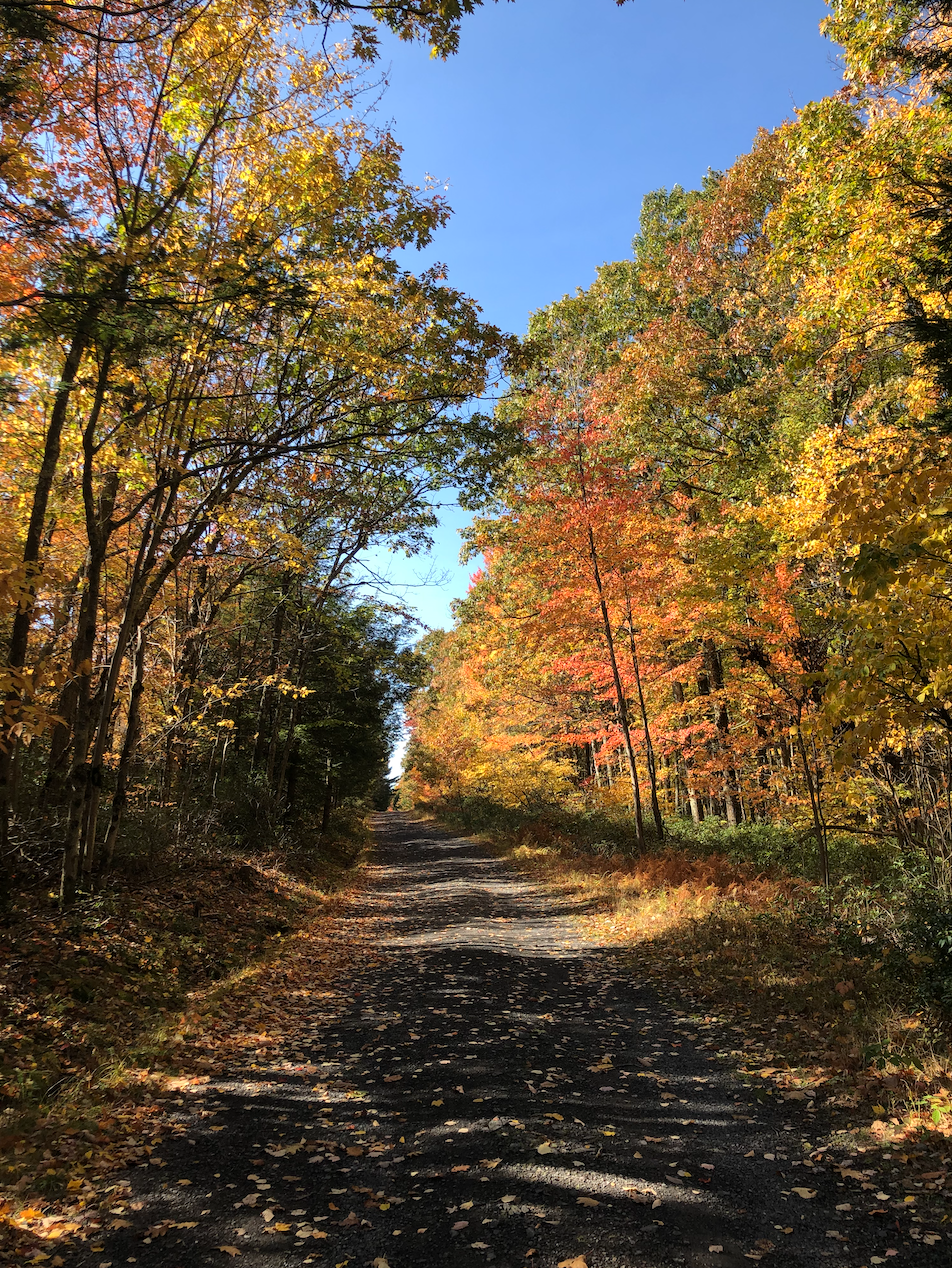 joyful eats faves movement fall foliage