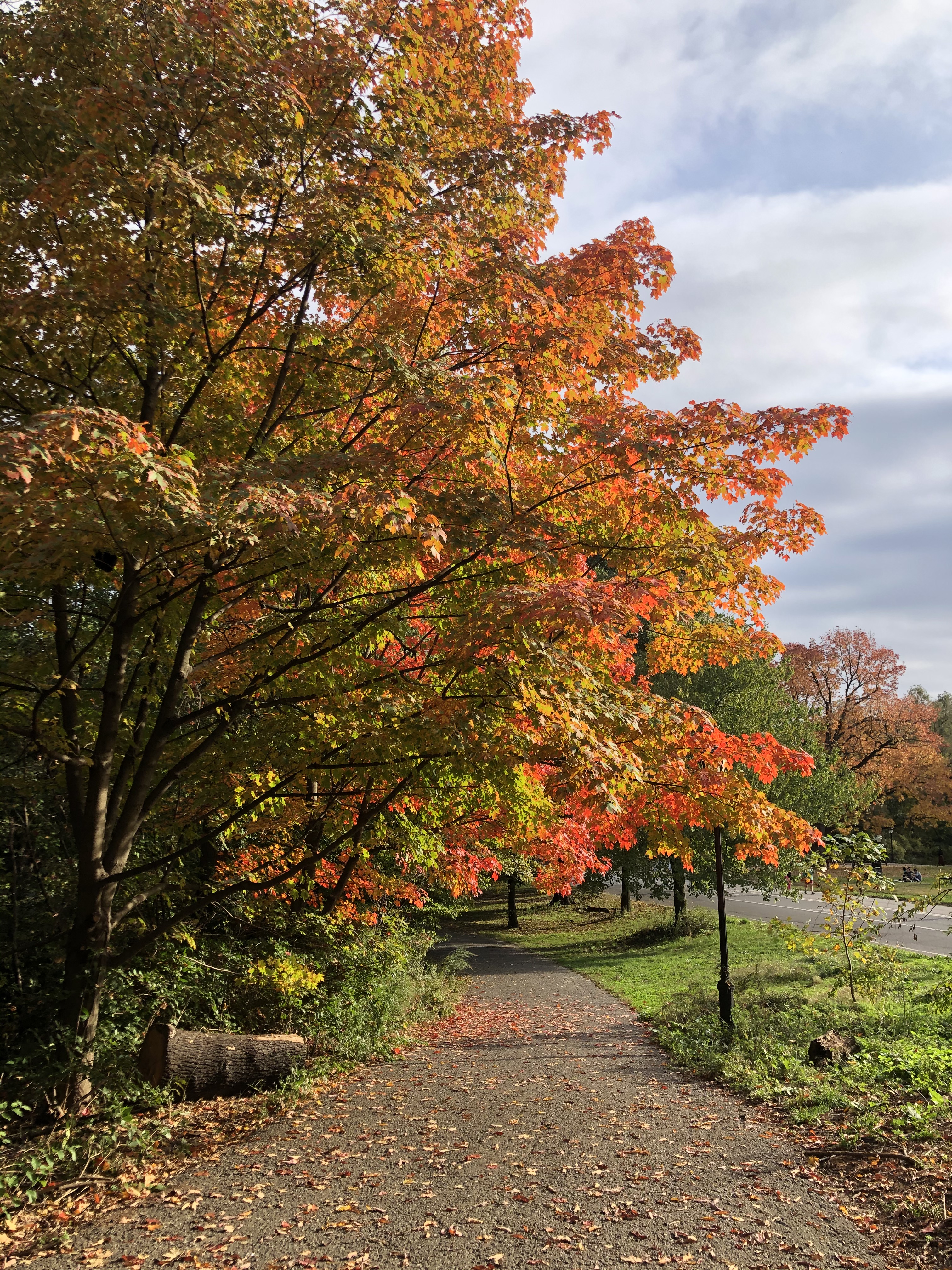 joyful eats movement currently loving prospect park